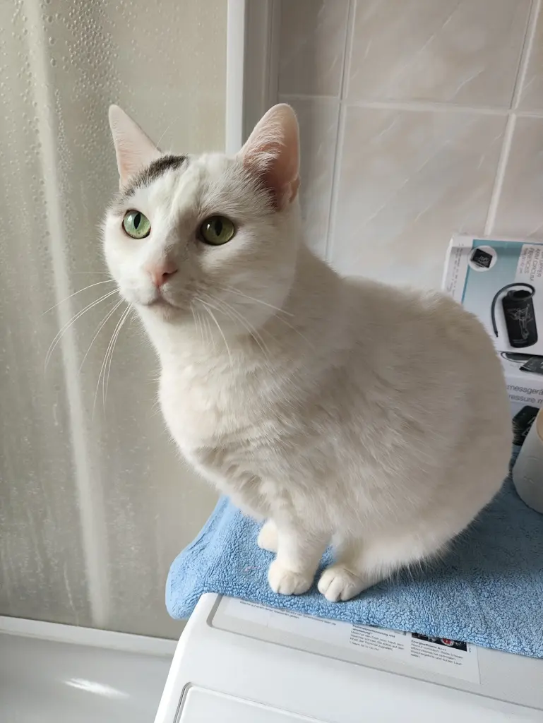 Bild von Kimba