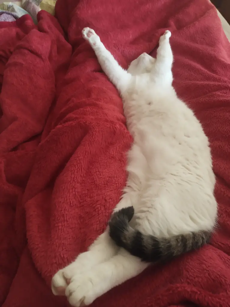 Bild von Kimba