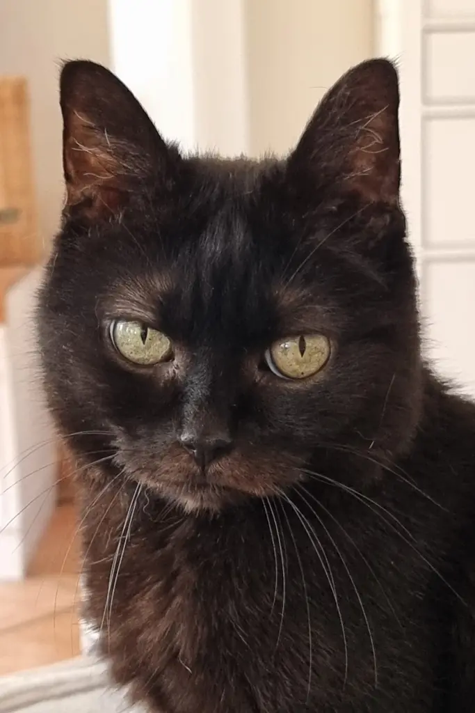 Bild von Mocca