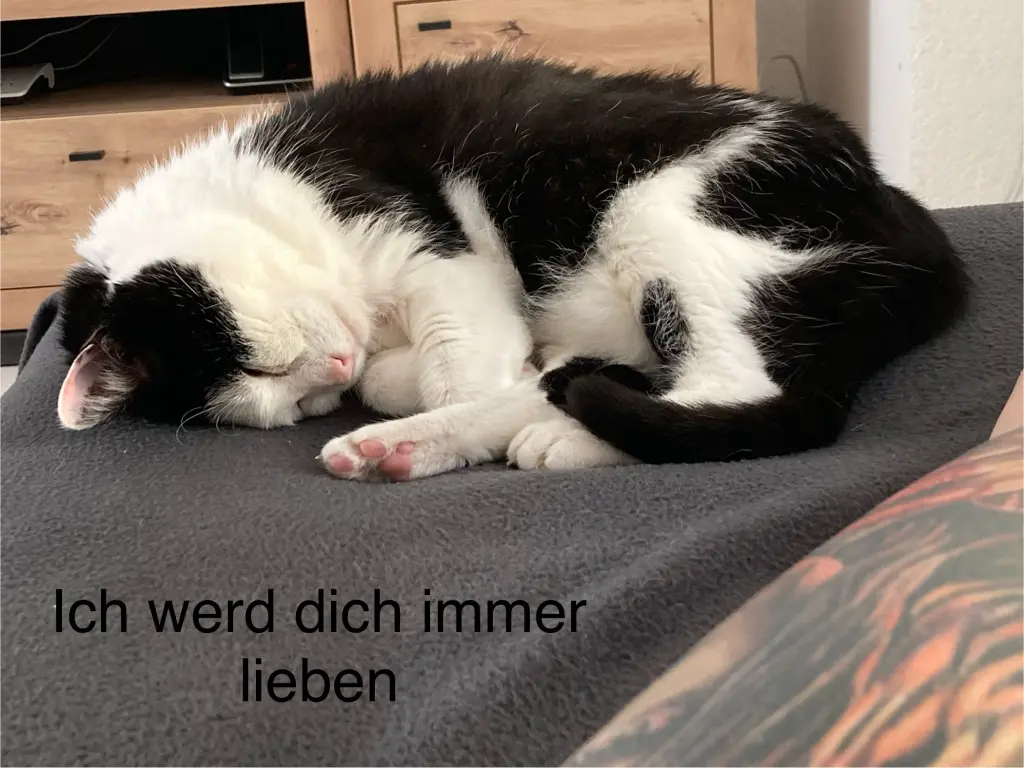Bild von Speedy