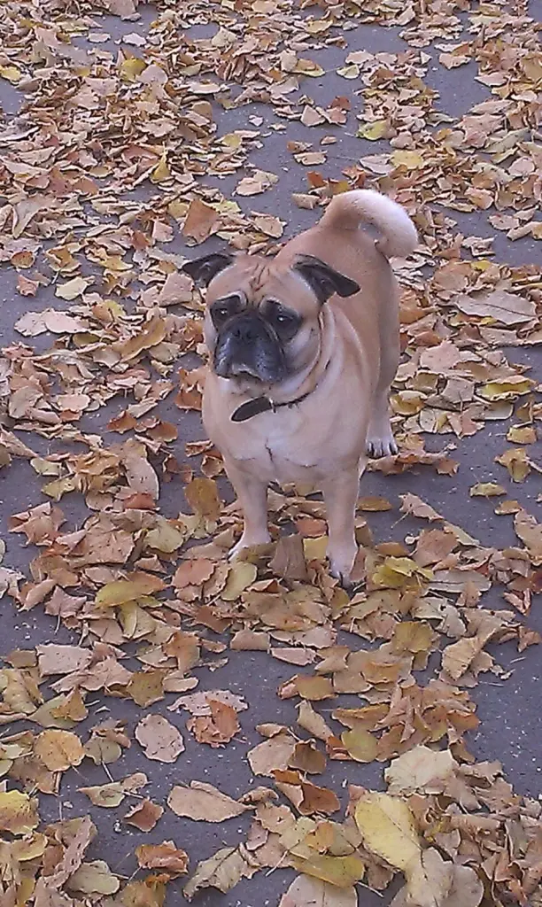 Herbst Spaziergang 2018