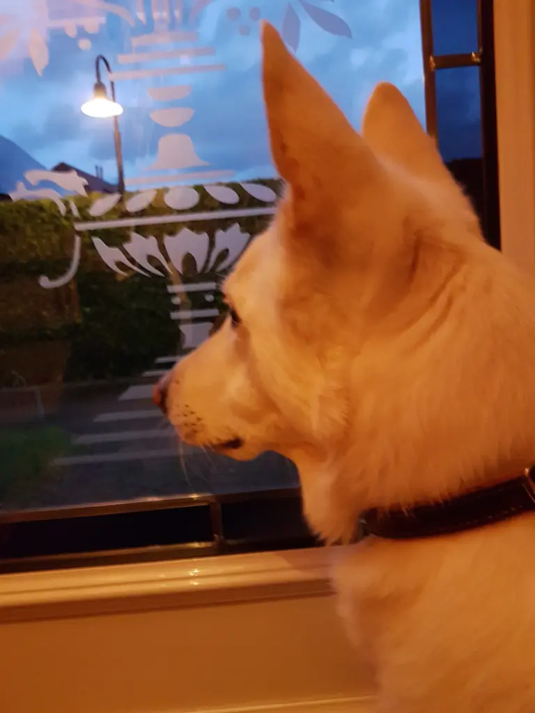 Er hat auf mich nach der Herzoperation jeden Abend an der Tür gewartet!