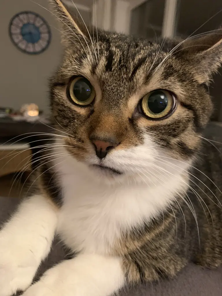 Bild von Gizmo