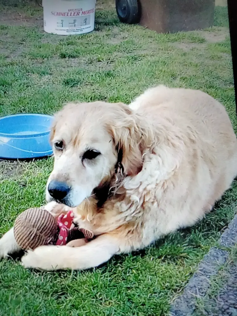 Bild von Laika