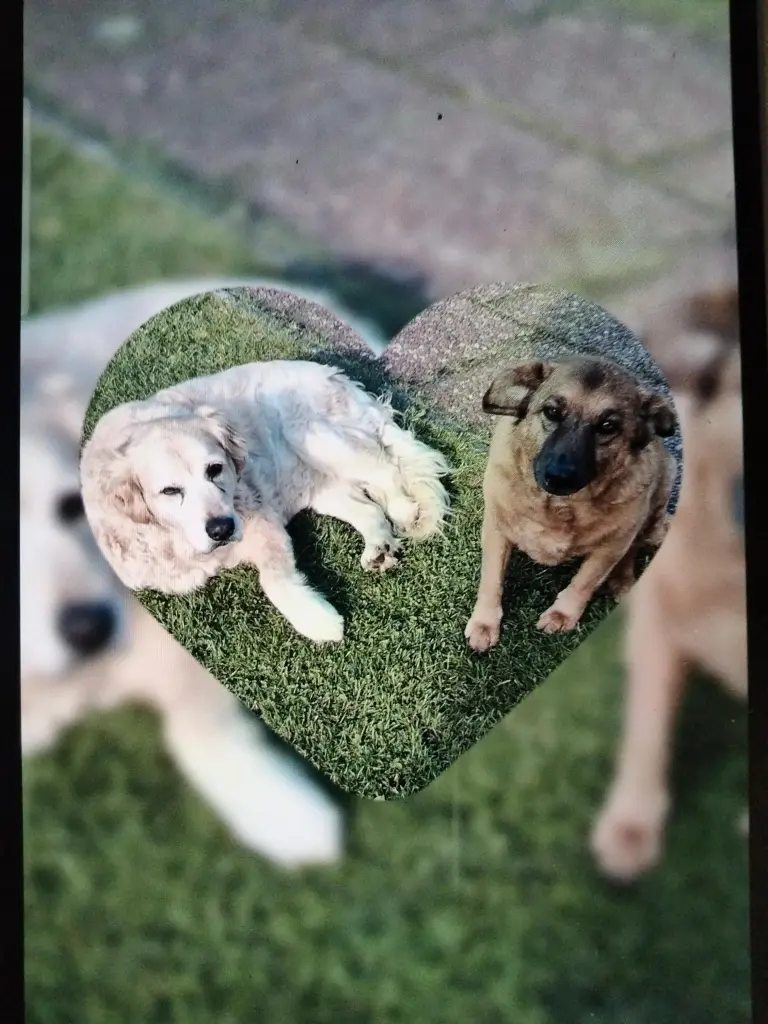 Bild von Laika