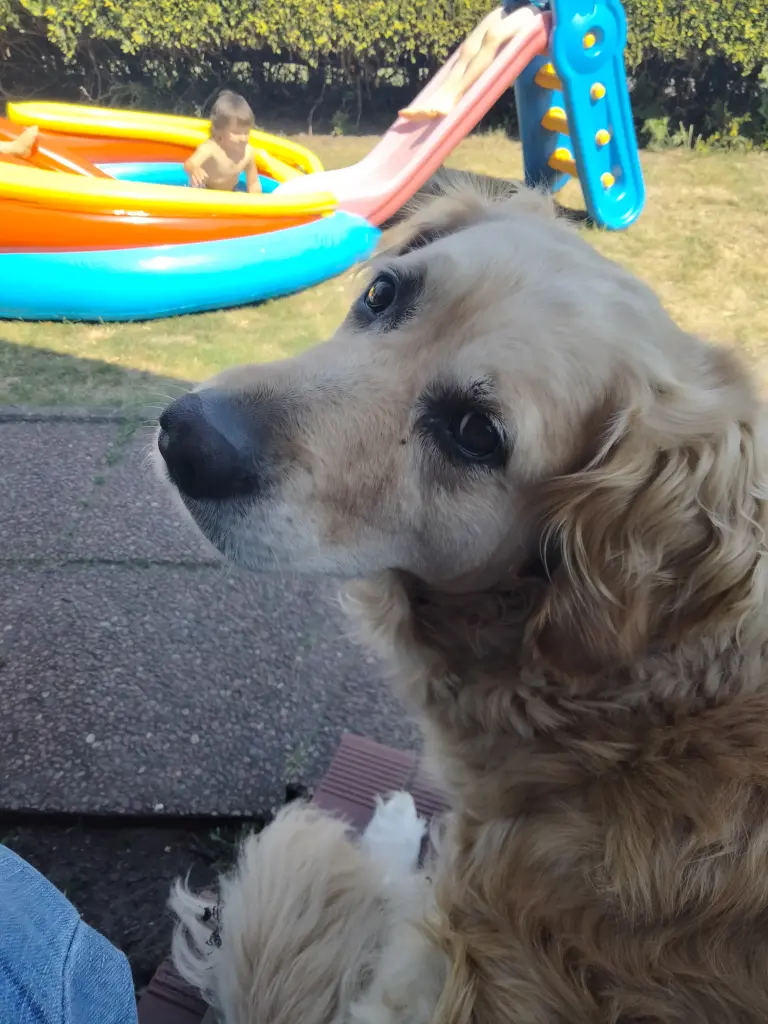 Bild von Laika