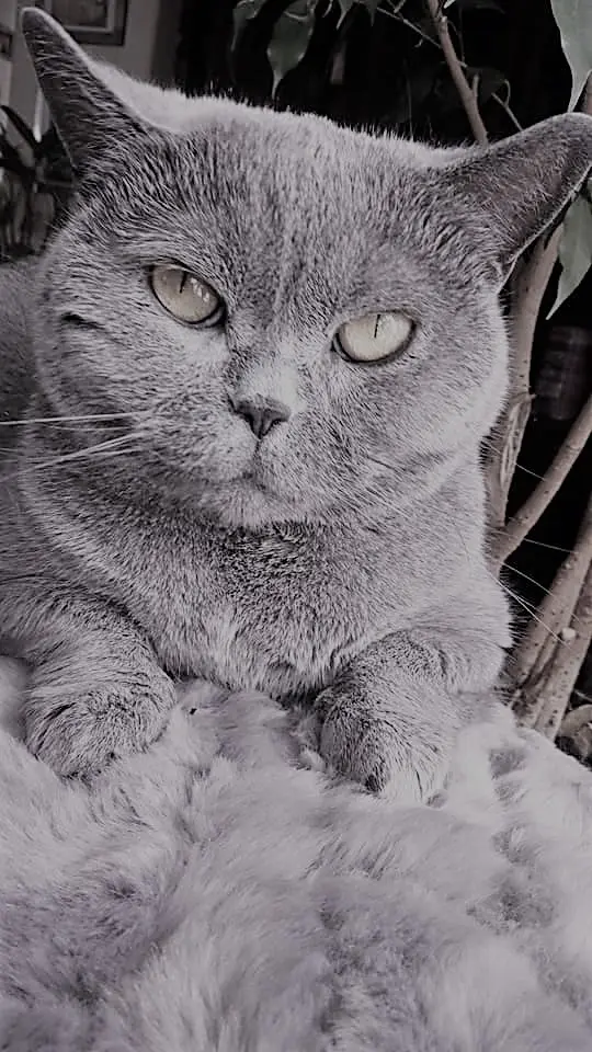 Condolence image of Roberto