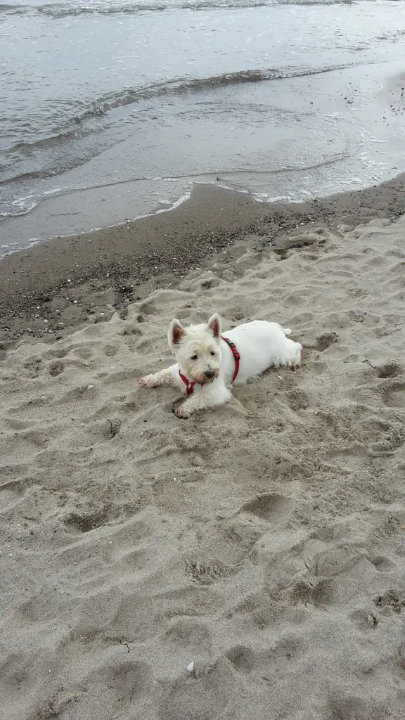 Andachtsbild von Hannelore mit Flocke