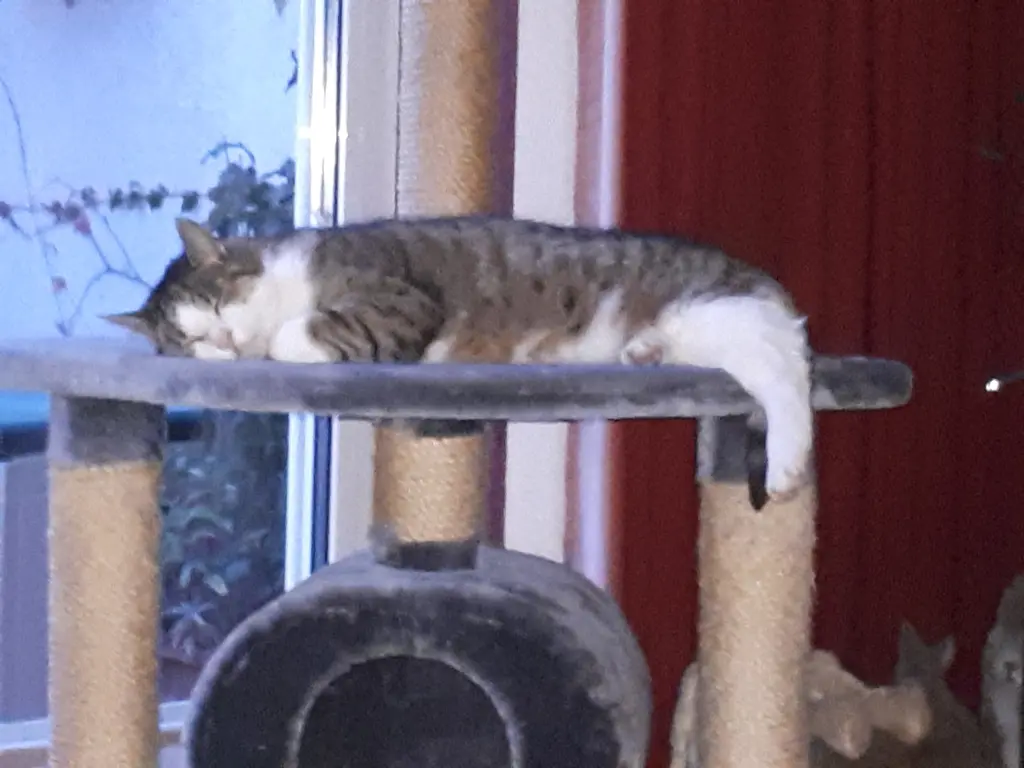 Bild von Casimir