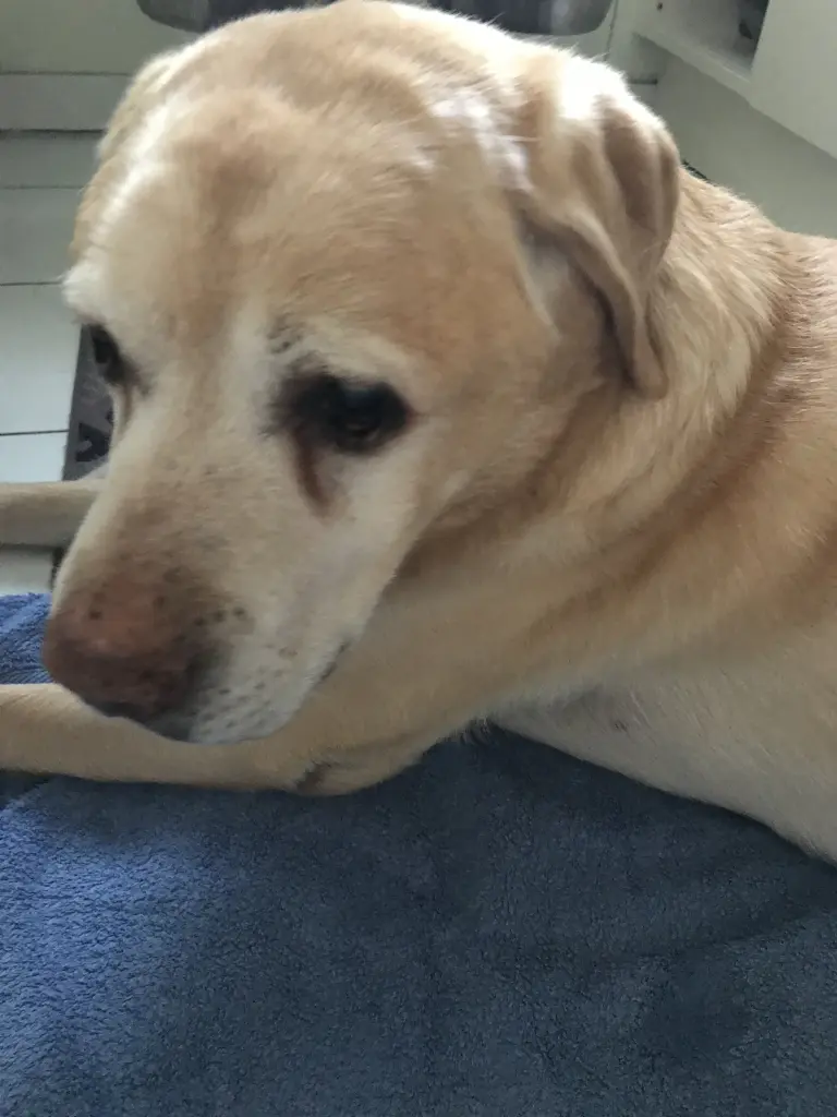 Condolence image of Elzbieta mit Max im Herzen 