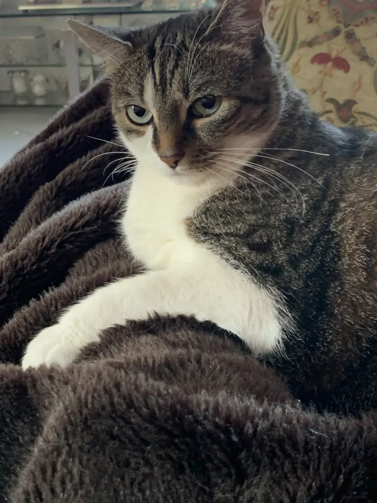 Andachtsbild von Gonca