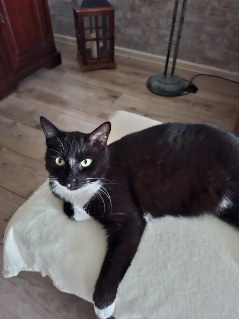 Tapsi, wach und interessiert