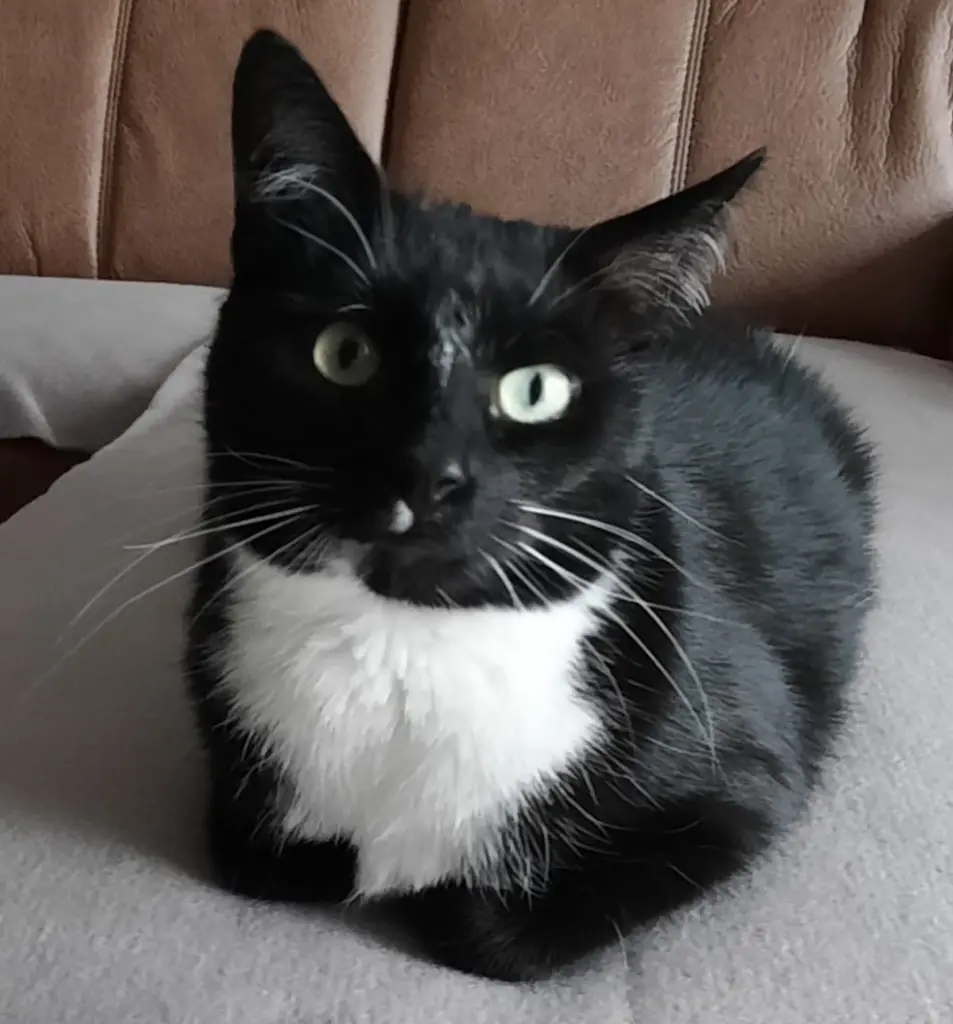 Dieser Platz auf der Couch gehörte ganz fest Tapsi