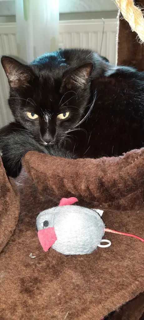 Tapsi - noch verschlafen