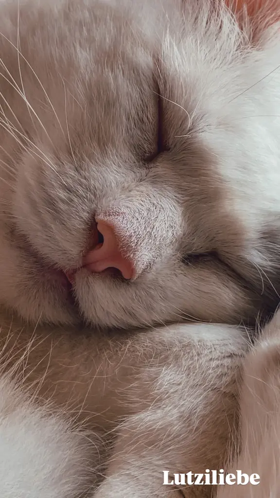 Andachtsbild von Lydia Vastag