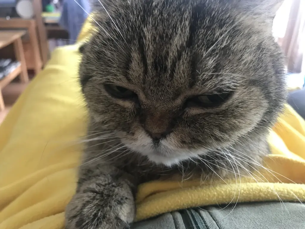 Bild von Ronja