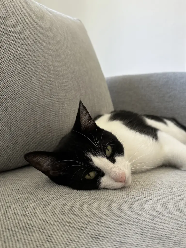 Bild von Hermi