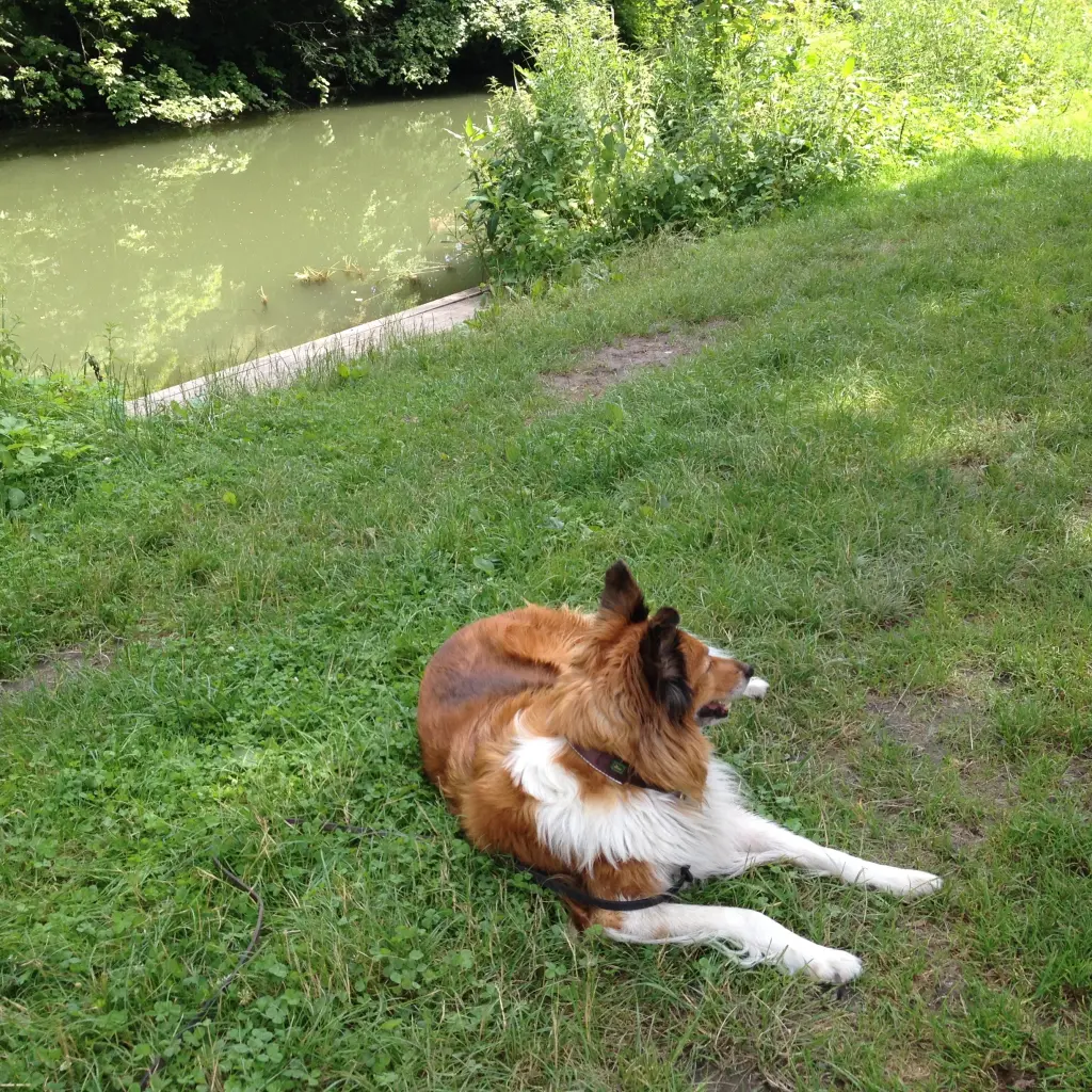 Condolence image of Katharina mit Merle im Herzen