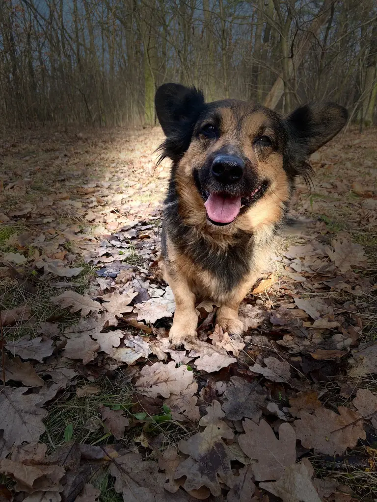 Andachtsbild von Iris