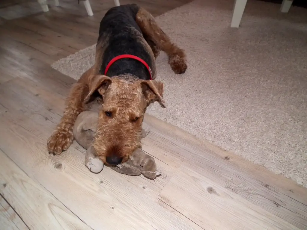 Condolence image of Gabi mit Max im Herzen