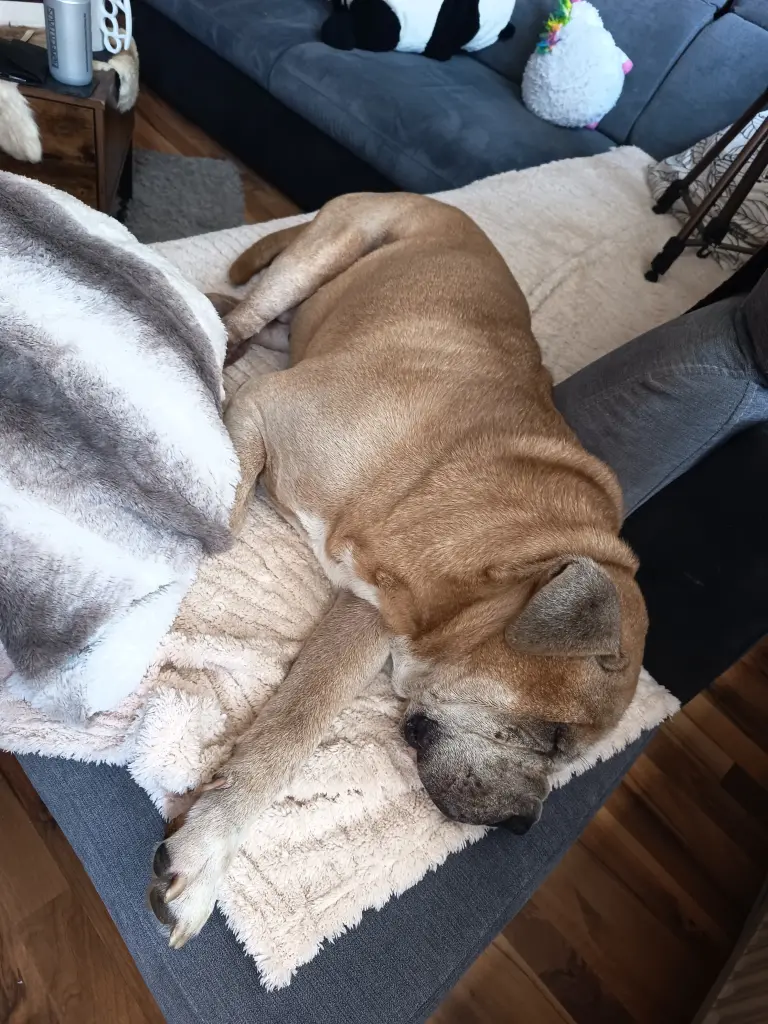 Weniger Stunden vor seinem schlief er noch friedlich auf seinem Lieblingsplatz