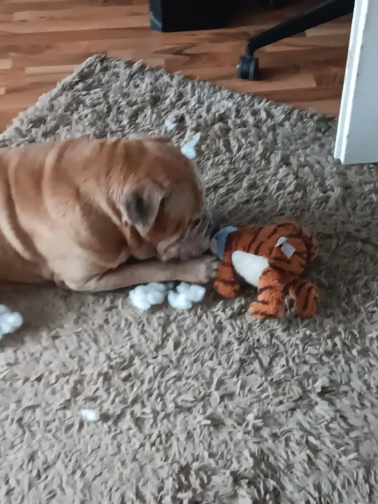 Kein Stofftier hielt Länge durch