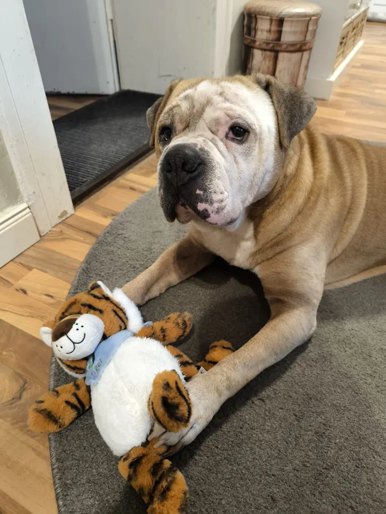 Sein 10. Geburtstag...der Tiger war ein Geschenk von Oma und Opa