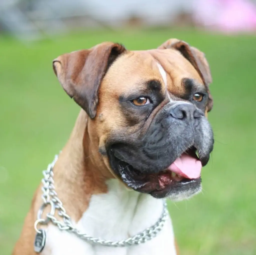 Bild von Bimba