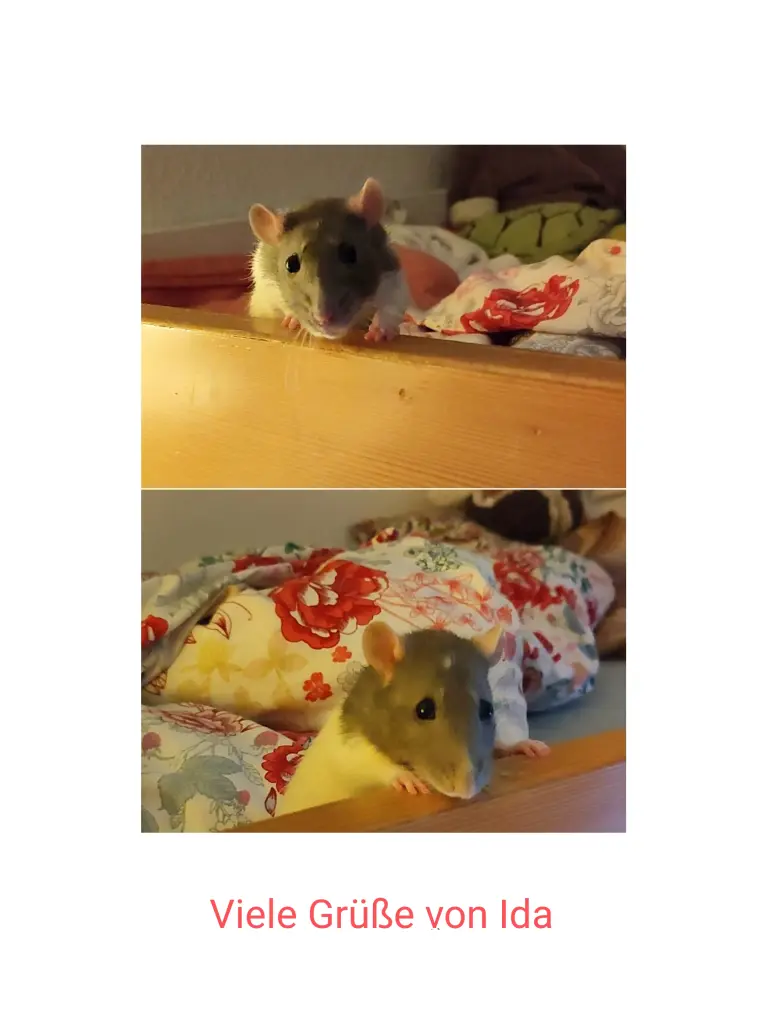 Kuscheln