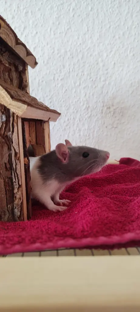 Wer ruft mich?