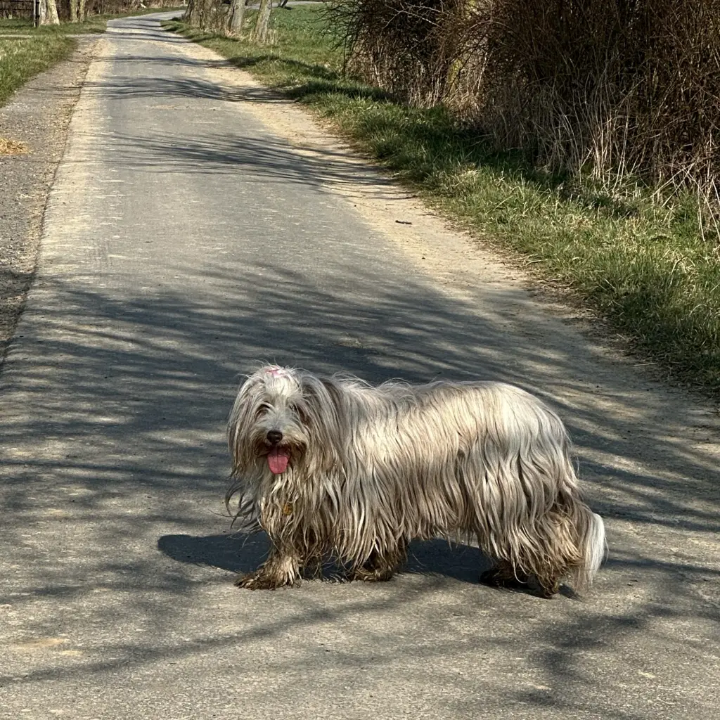 Bild von Carrie