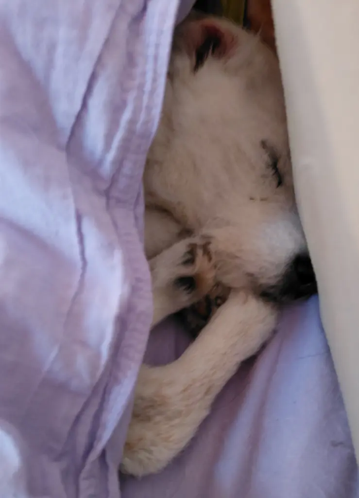 Andachtsbild von Ruth Shemaya