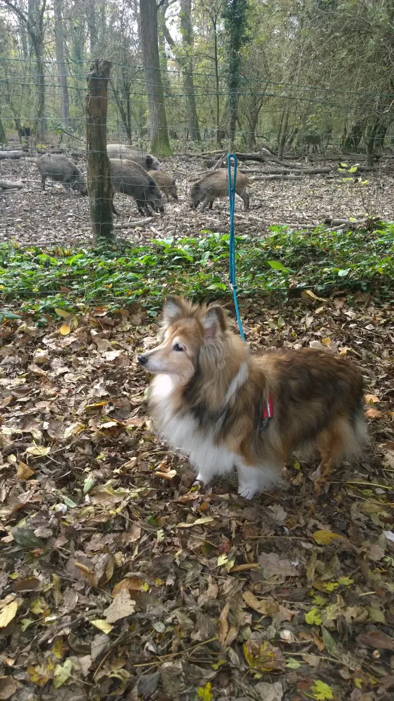 Condolence image of Sabine