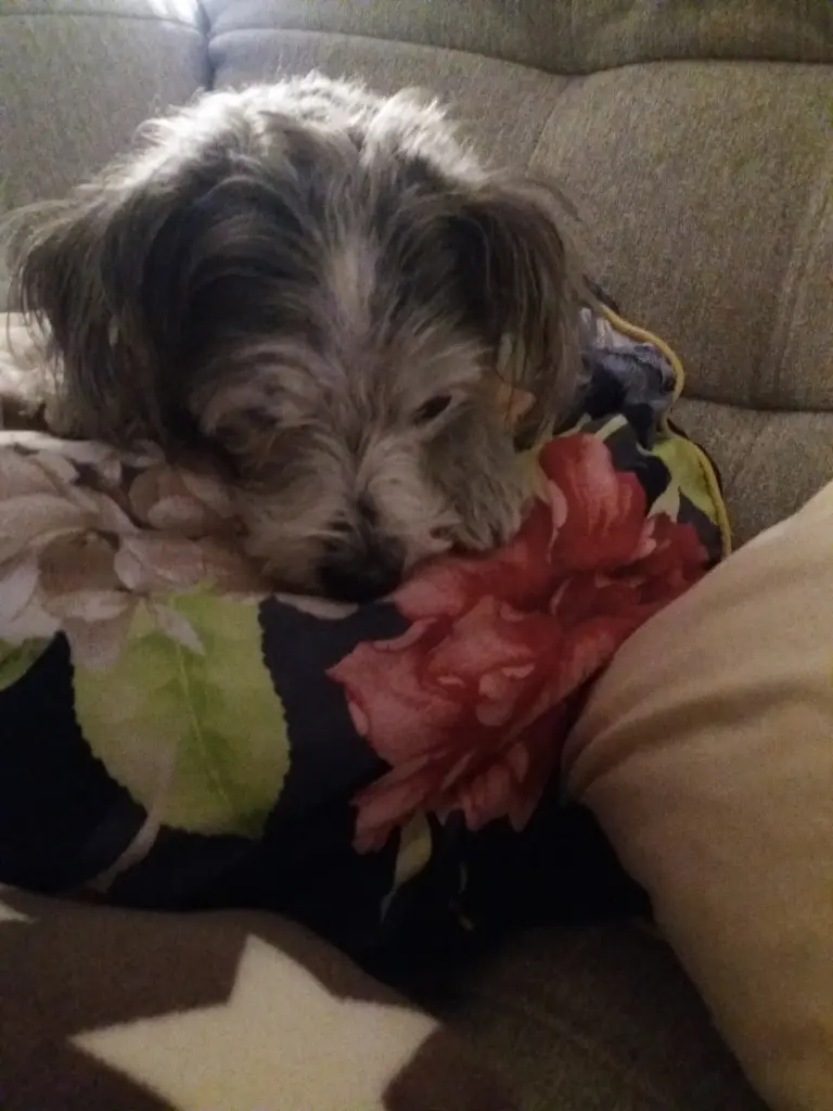 Andachtsbild von Für Merlin 🌹von Regina mit Shila tief im Herzen ❤️🌹