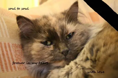 Image from Molly