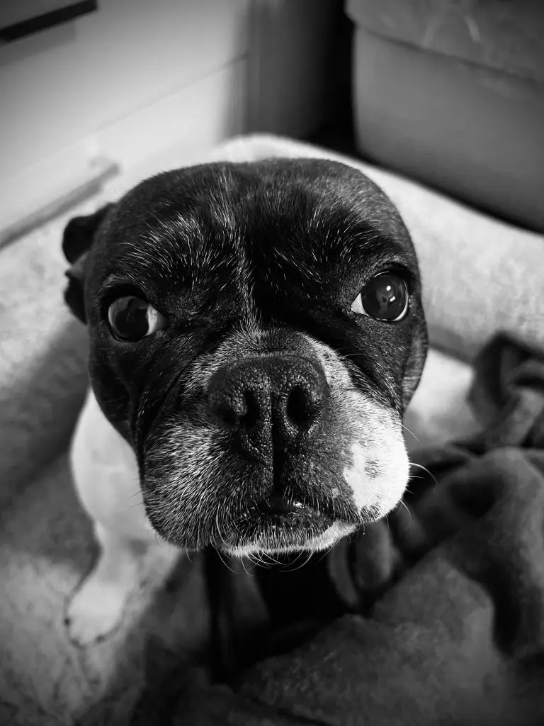 Andachtsbild von Agnieszka