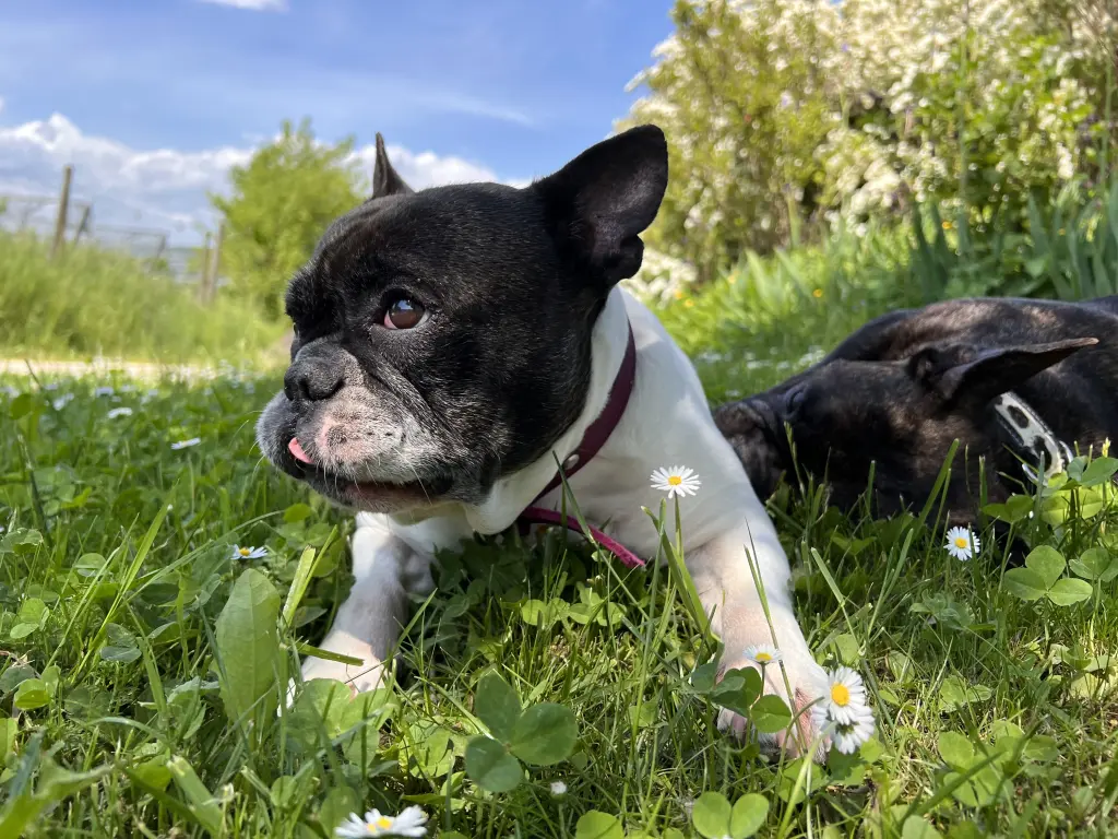 Andachtsbild von Agnieszka