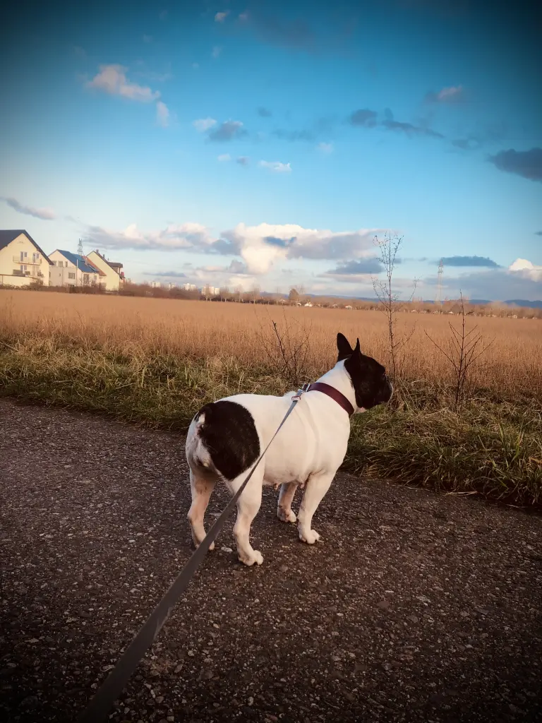 Andachtsbild von Agnieszka