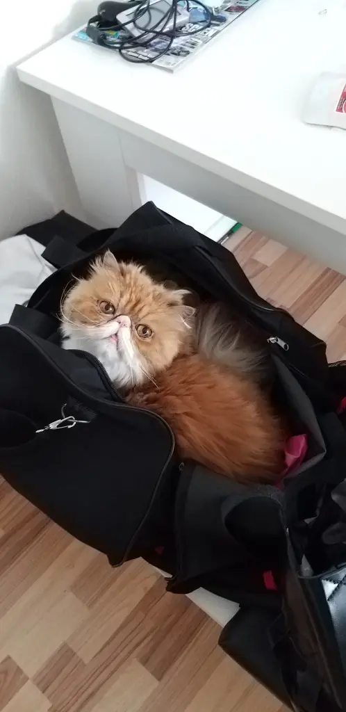 Bild von Coco Chanel