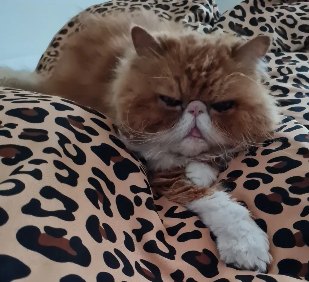 Auf Frauchens Decke gekuschelt