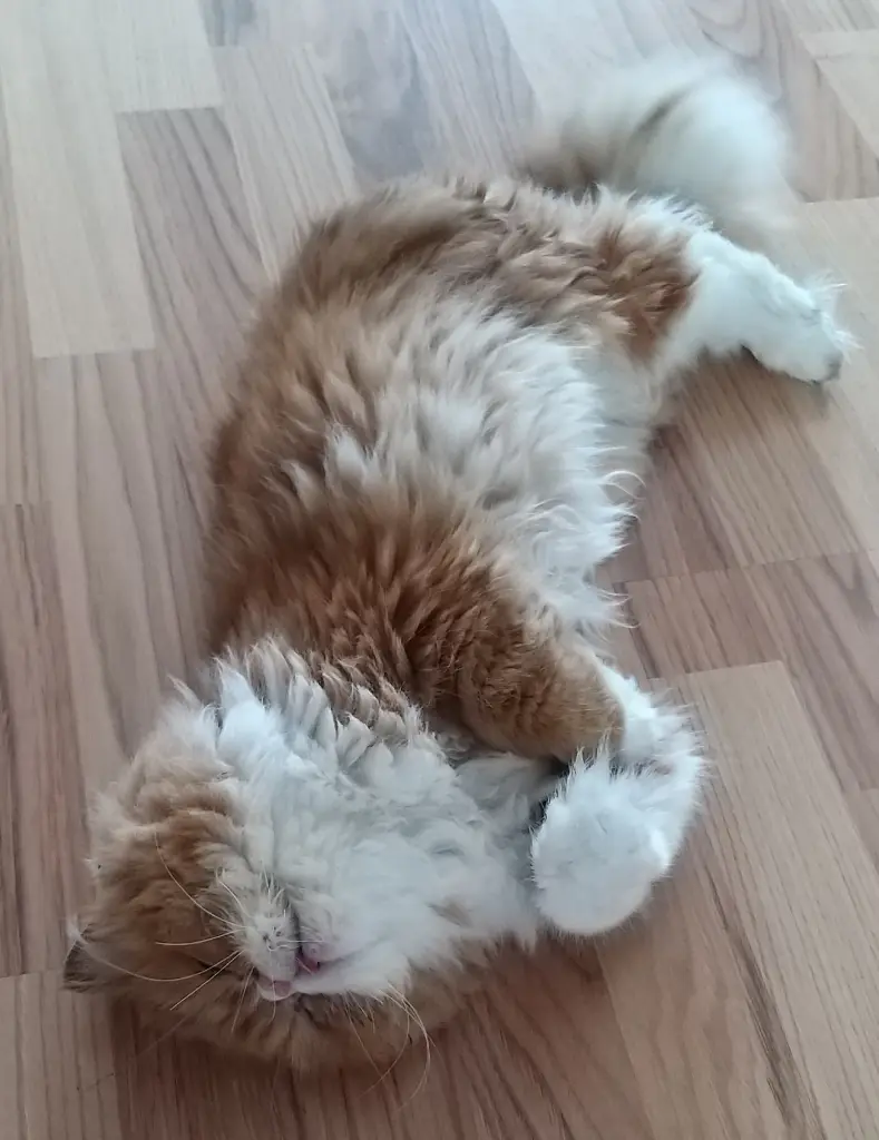 Auf dem Boden kugeln