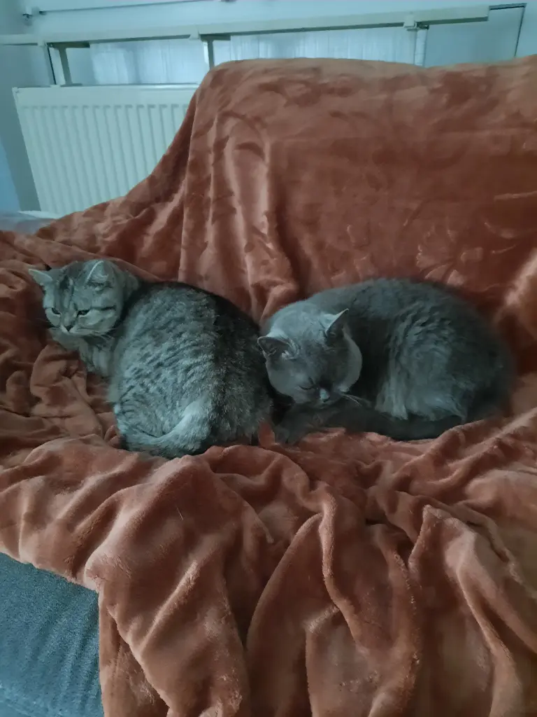 Nelly und ihr Kumpel Yoschi