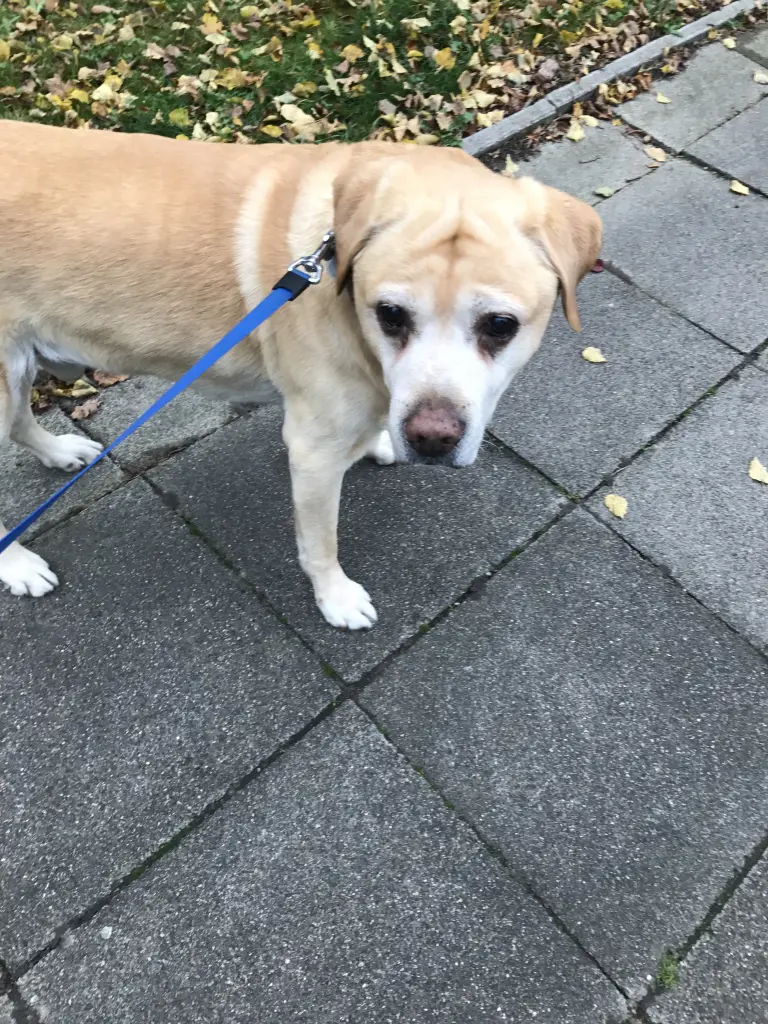 Andachtsbild von Elzbieta mit Max im Herzen