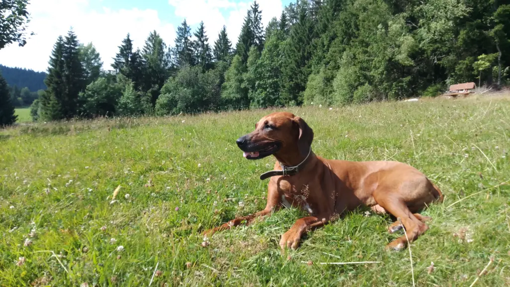 Andachtsbild von Daniela
