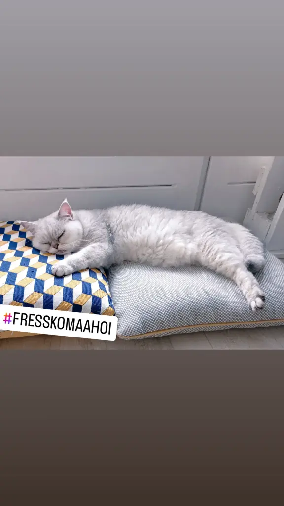 Bild von Pebbles "Peppi"