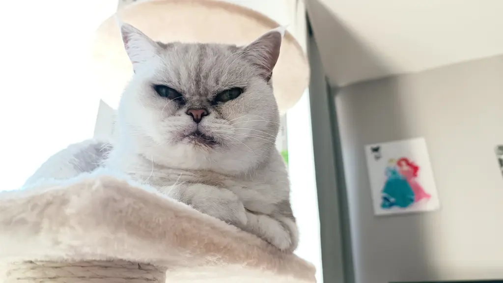 Bild von Pebbles "Peppi"