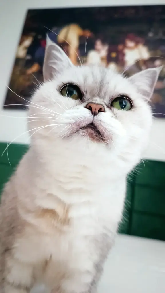 Bild von Pebbles "Peppi"