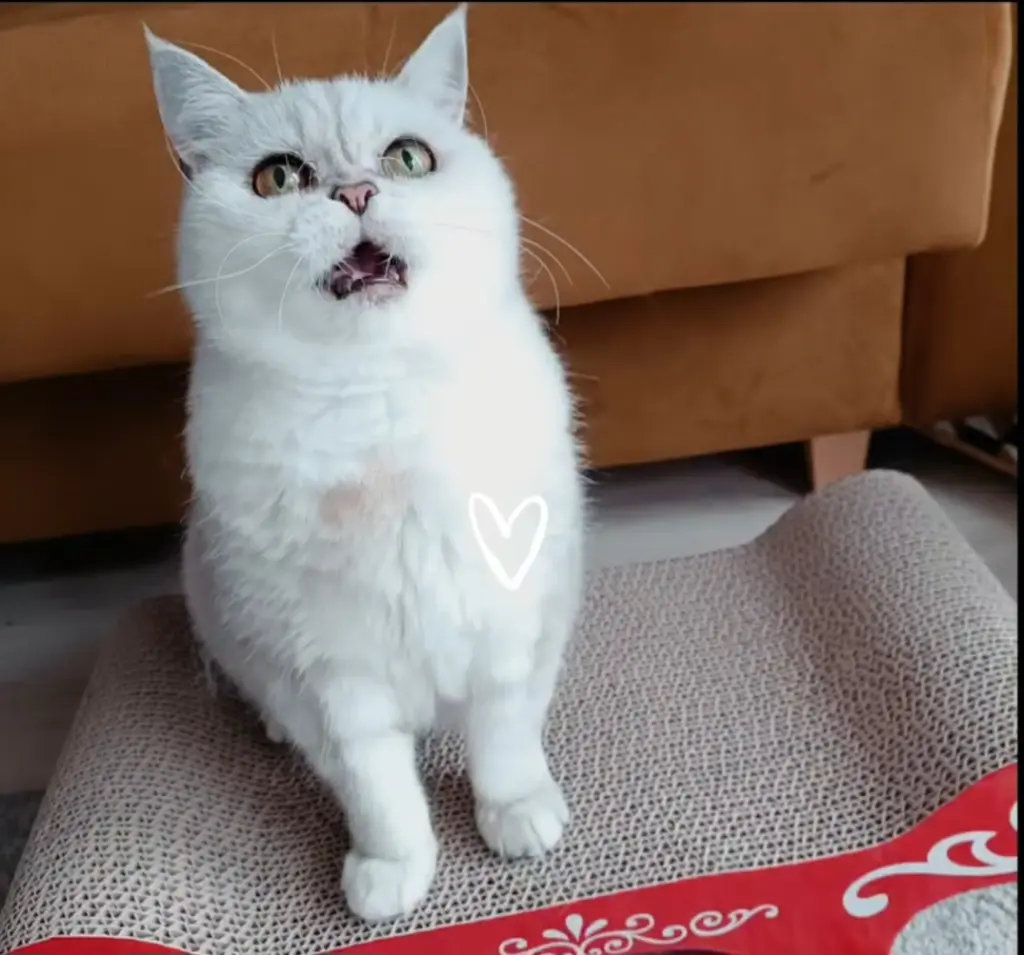 Bild von Pebbles "Peppi"