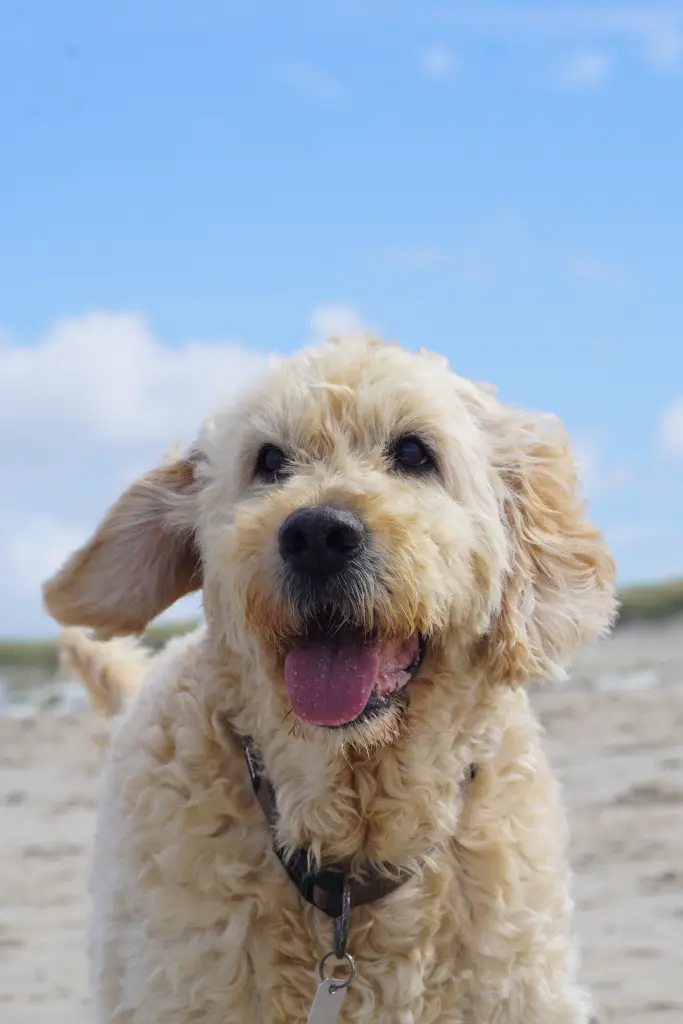 Andachtsbild von Mats