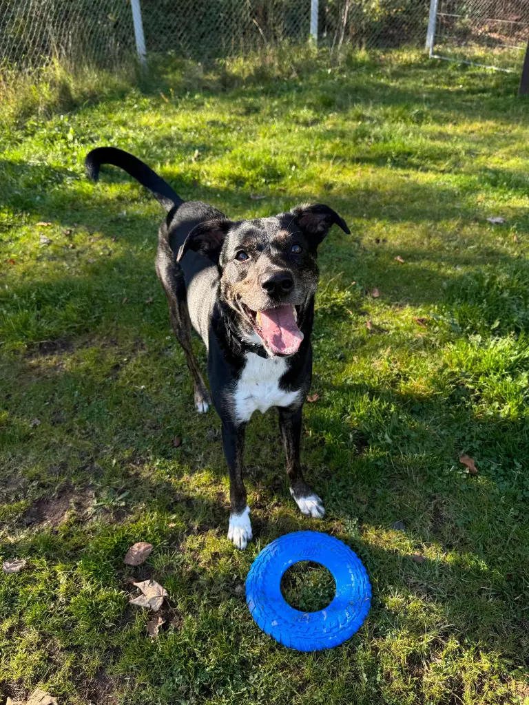 Lula at the dog park with her favorite toy